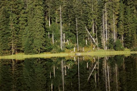 Nationalpark Schwarzwald - Bannwald Wilder See
