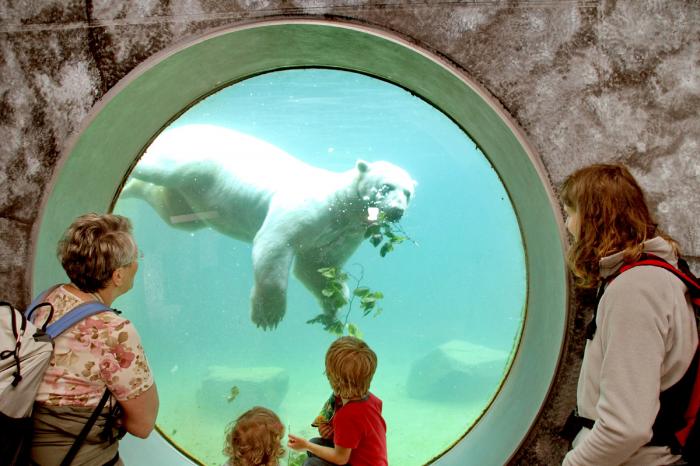 Eisbär im Tauchbecken des Zoologischen Stadtgartens in Karlsruhe