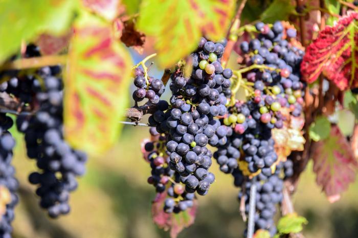 Herbstliche Rebenblätter und Weintrauben im Murgtal